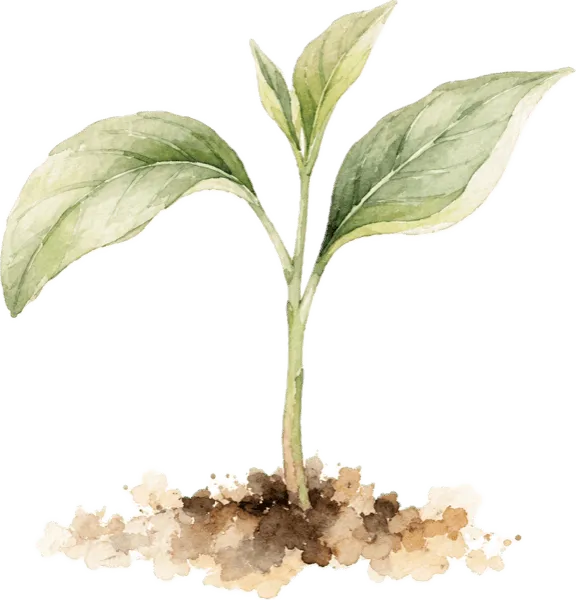 A young watercolor seedling growing from a small mound of soil.