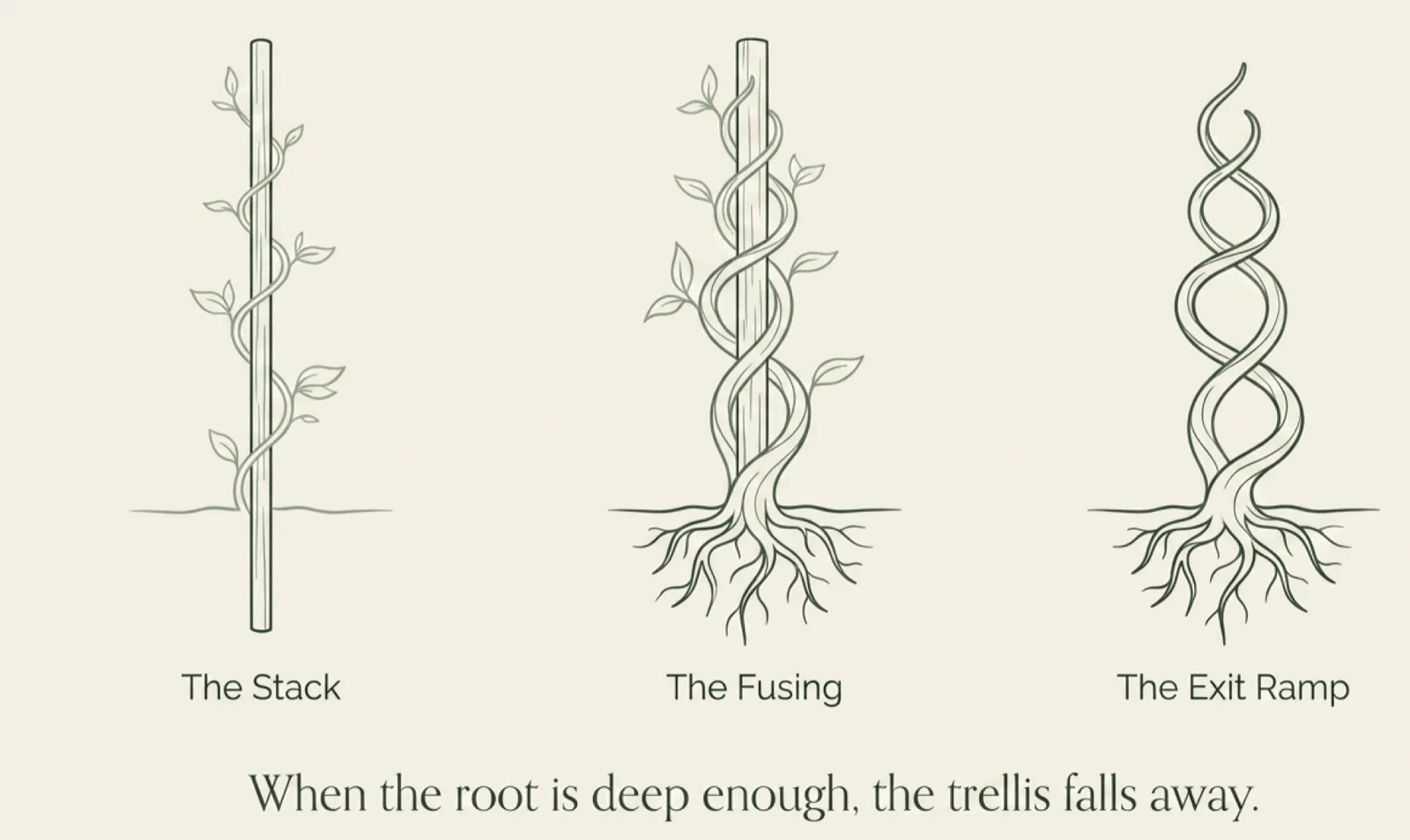 A three-panel botanical illustration showing the same trellis at three stages. Panel one, "The Stack," shows a young vine climbing a slender wooden trellis. Panel two, "The Fusing," shows the vine thickening, with roots reaching into the ground. Panel three, "The Exit Ramp," shows a mature, self-supporting vine in the shape of the original trellis, with no trellis visible. Footer: "When the root is deep enough, the trellis falls away."